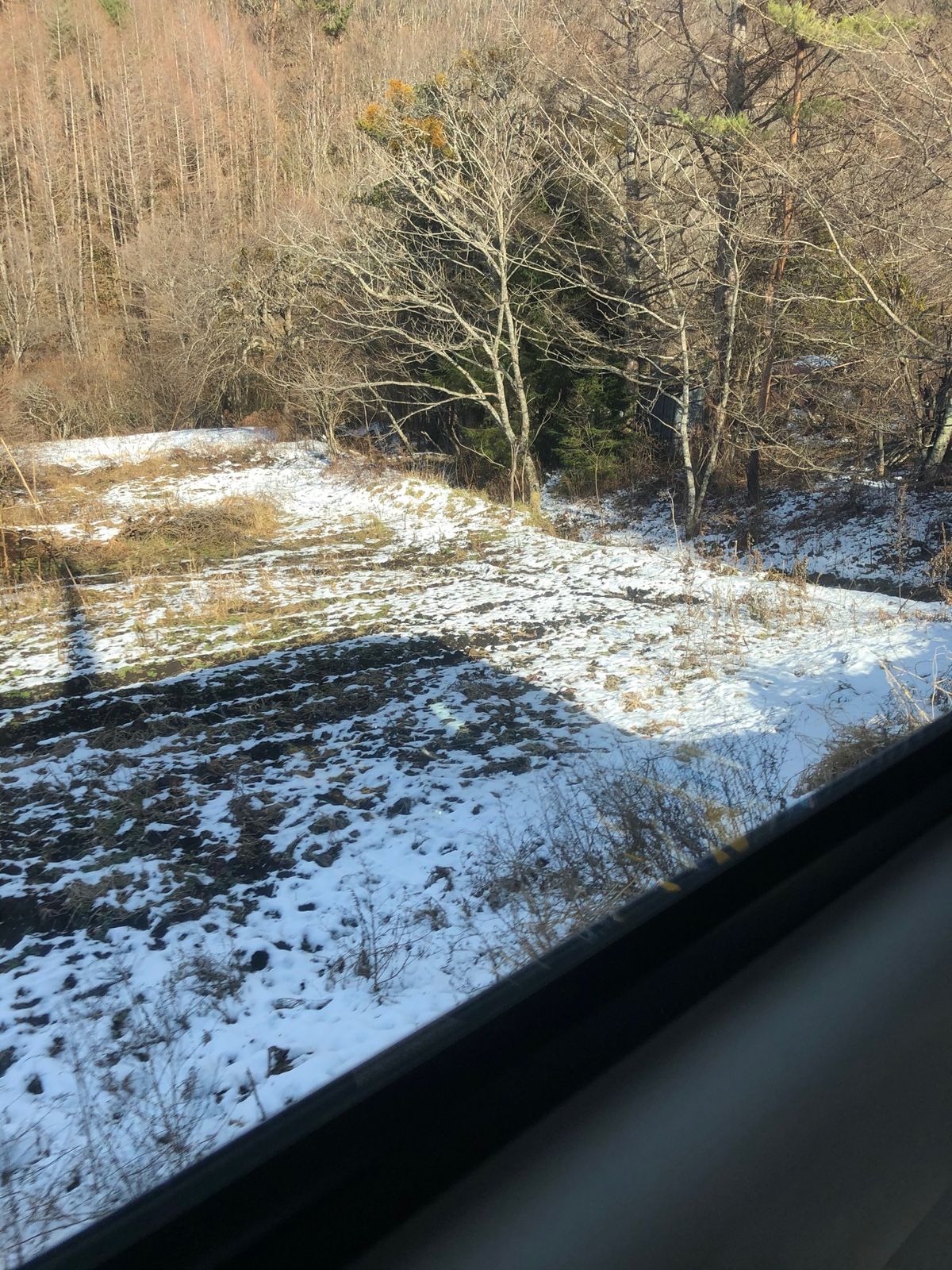 バスで龍泉洞へ。ちびコウモリおった。