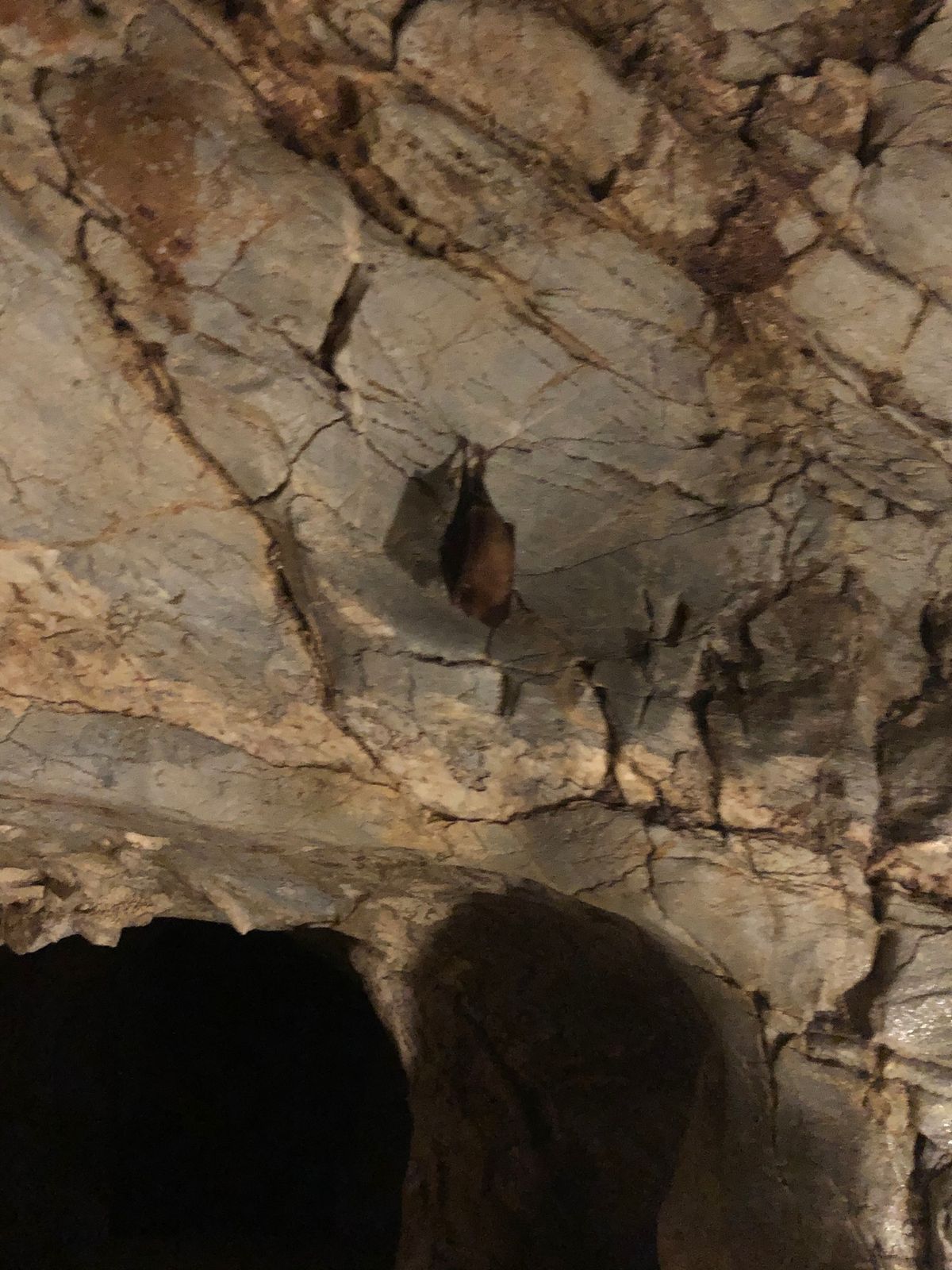 バスで龍泉洞へ。ちびコウモリおった。