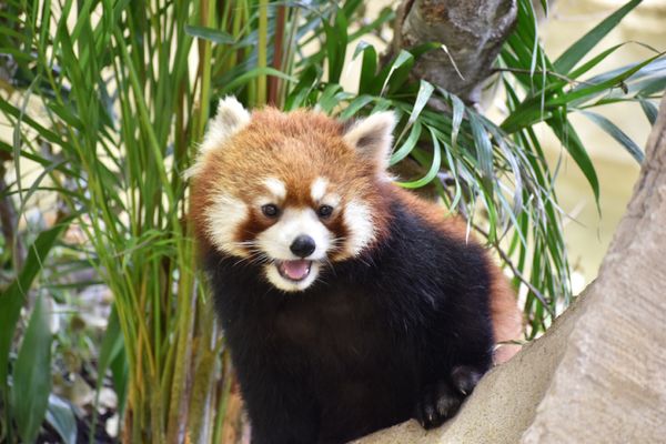 日本・那須「那須旅行」の写真