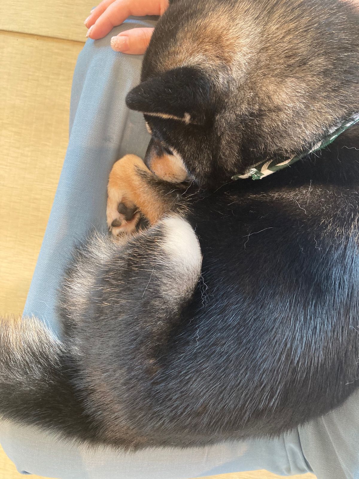 食事処秋本の有名なしらす丼食べました。10：45分頃はまだ7番目くらいで名...