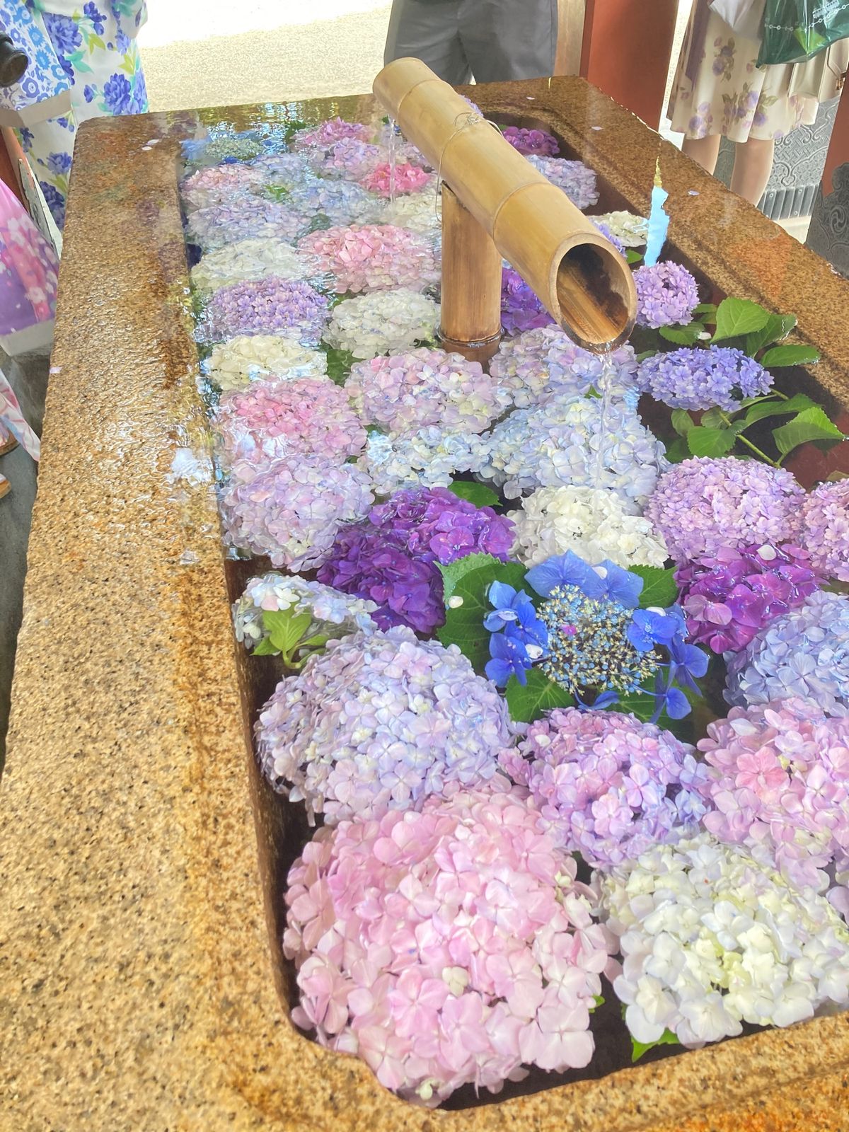 鶴岡八幡宮、光則寺、御霊神社の紫陽花です。紫陽花と江ノ電撮るのをチャレンジ...