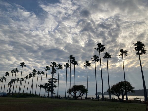 日本・鎌倉「鎌倉」の写真：椰子の木上手に撮れなかったです。長谷寺駅...