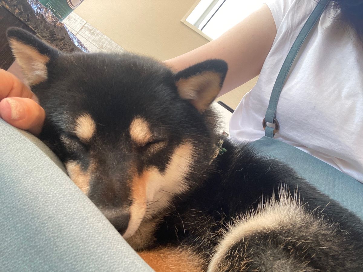 食事処秋本の有名なしらす丼食べました。10：45分頃はまだ7番目くらいで名...