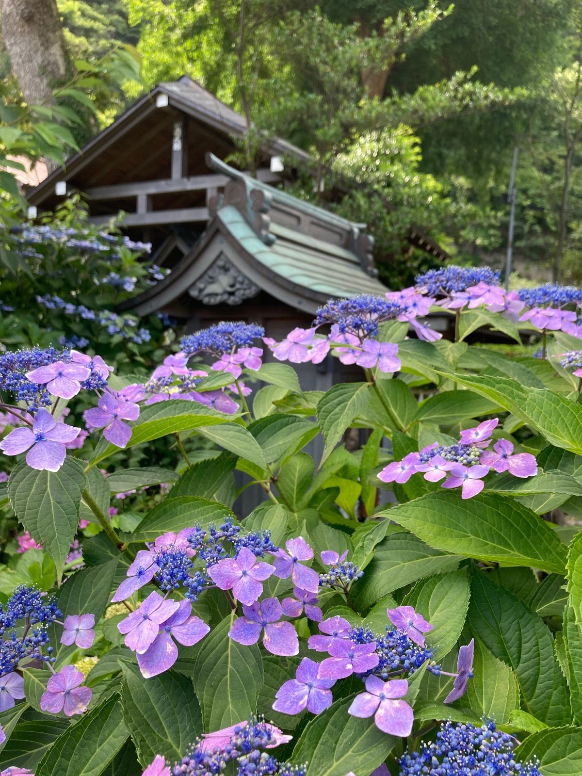 鶴岡八幡宮、光則寺、御霊神社の紫陽花です。紫陽花と江ノ電撮るのをチャレンジ...