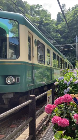 鶴岡八幡宮、光則寺、御霊神社の紫陽花です。紫陽花と江ノ電撮るのをチャレンジ...