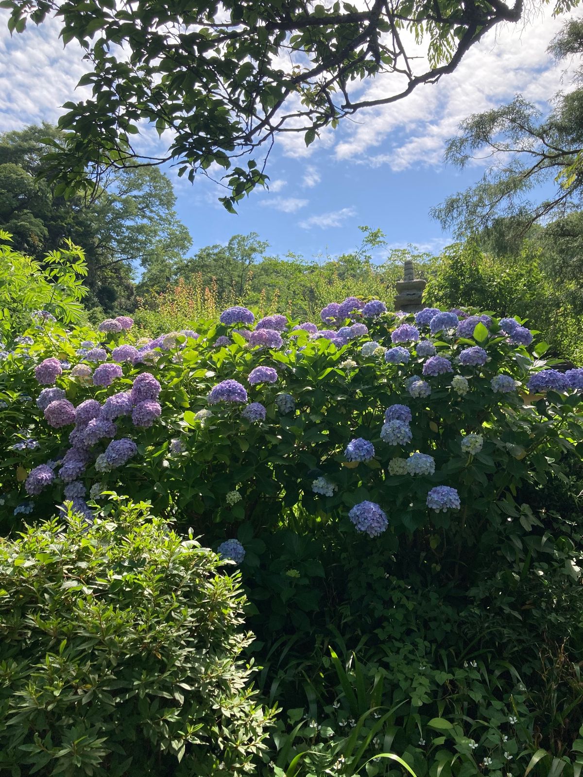 鶴岡八幡宮、光則寺、御霊神社の紫陽花です。紫陽花と江ノ電撮るのをチャレンジ...