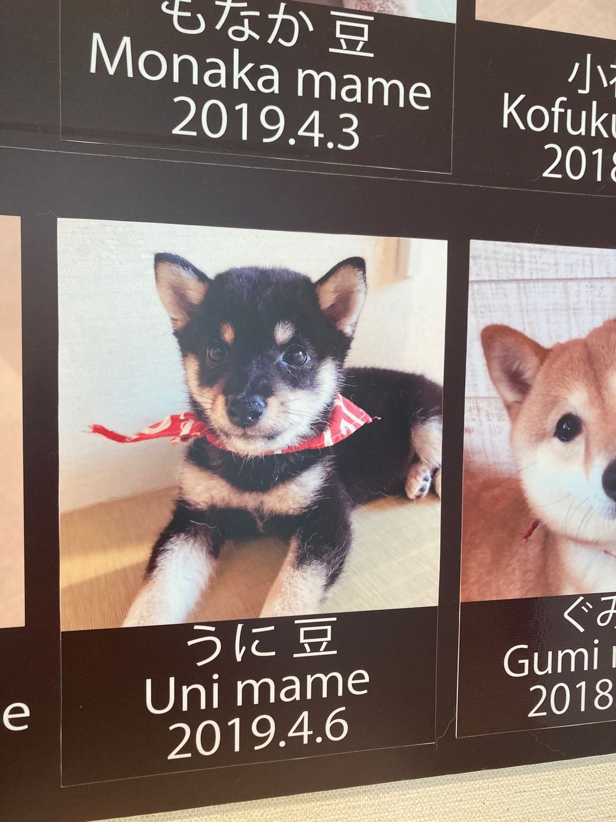 食事処秋本の有名なしらす丼食べました。10：45分頃はまだ7番目くらいで名...