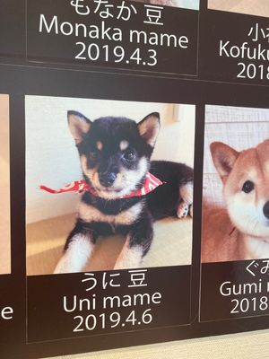 食事処秋本の有名なしらす丼食べました。10：45分頃はまだ7番目くらいで名...