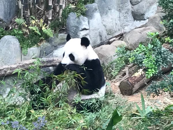 シンガポール「シンガポール」の写真