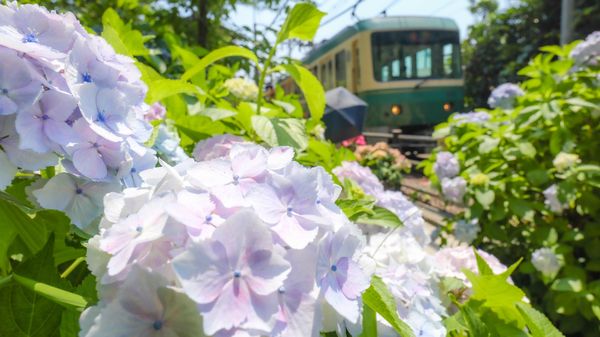 日本・神奈川県鎌倉市「鎌倉紫陽花散策」の写真