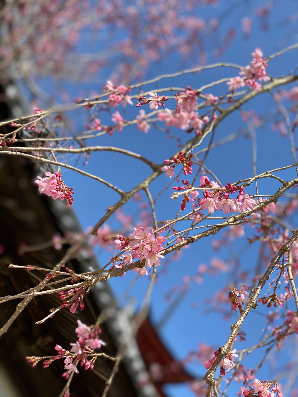 大鳥居は残念ながら工事中でした。
あなごめしが美味しかったです！