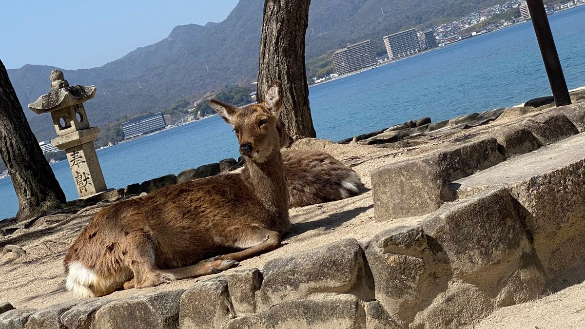 大鳥居は残念ながら工事中でした。
あなごめしが美味しかったです！