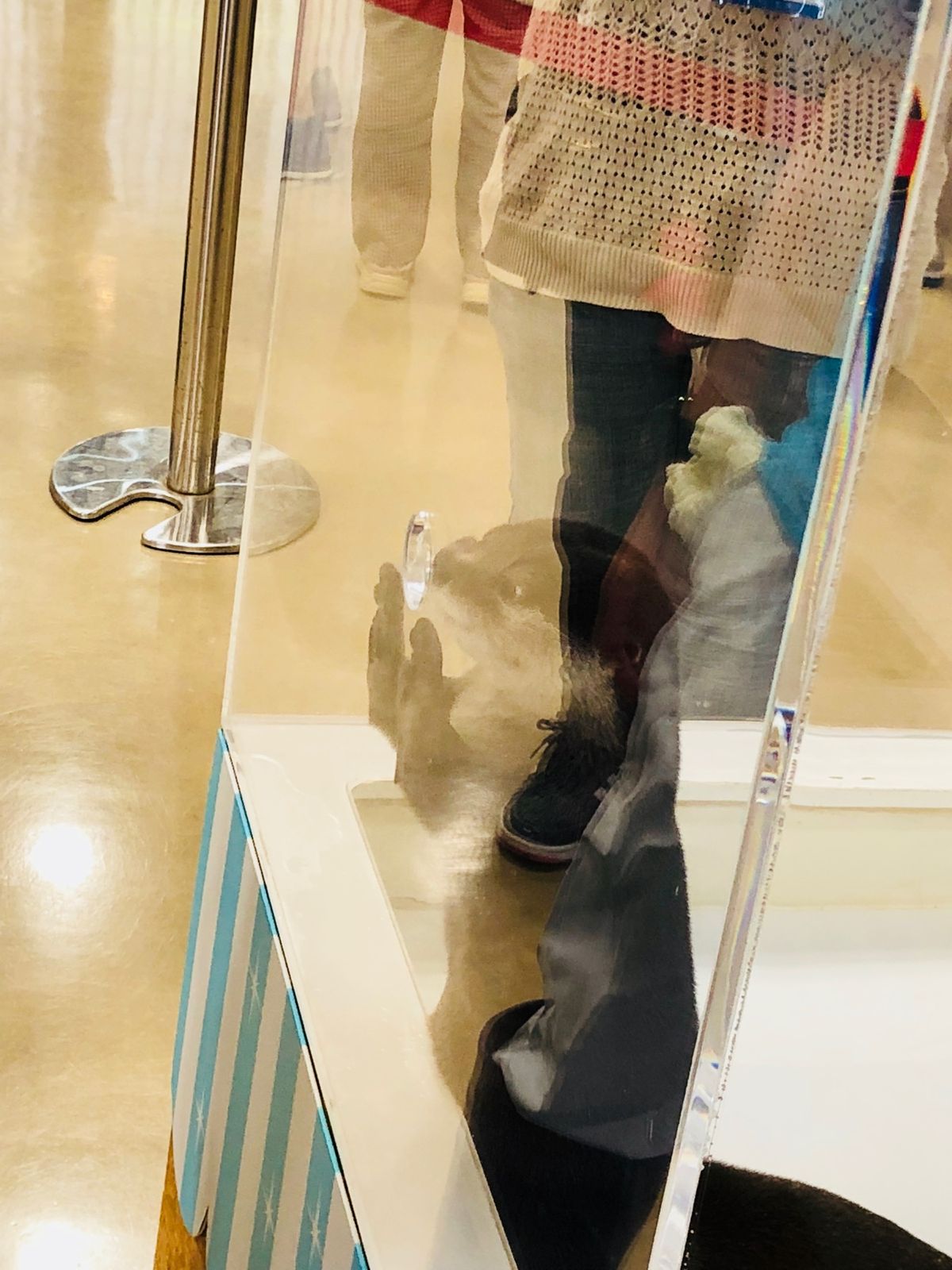 宮島水族館へ
カワウソの手がやわらかでした✨