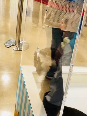 宮島水族館へ
カワウソの手がやわらかでした✨