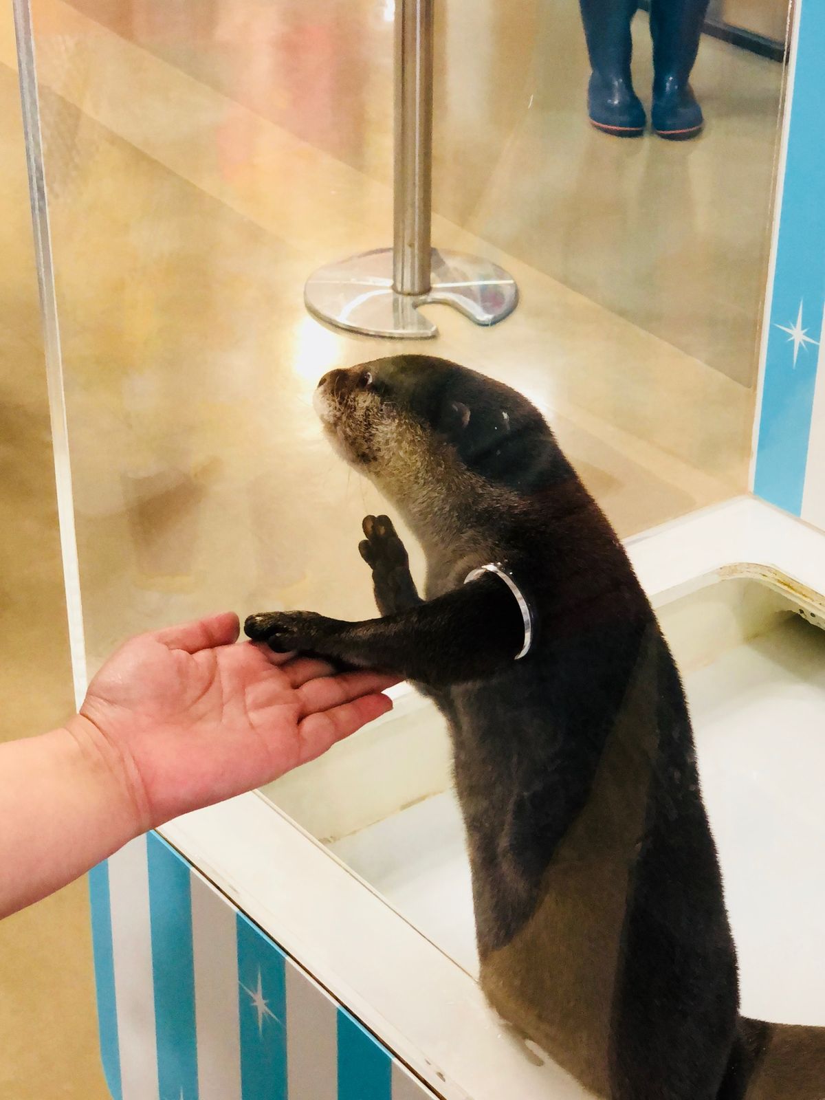 宮島水族館へ
カワウソの手がやわらかでした✨