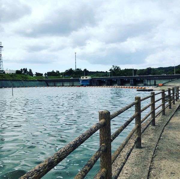 日本・千葉県「ダムを求めて〜千葉県 亀山ダム〜」の写真：湖畔公園をテクテク。
水位が高いのか、公...