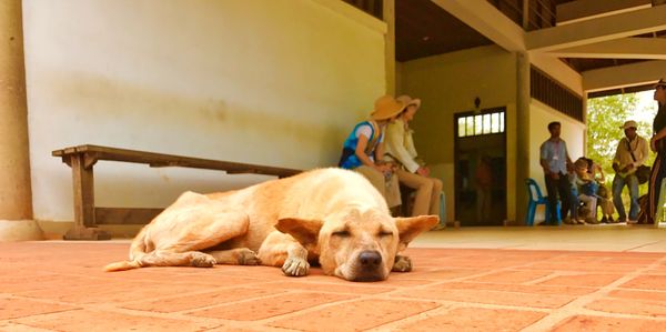 ベトナム・ハノイ「🇻🇳and🇰🇭job⚑⁎∗」の写真：27th Feb. 2017 pic📷
...