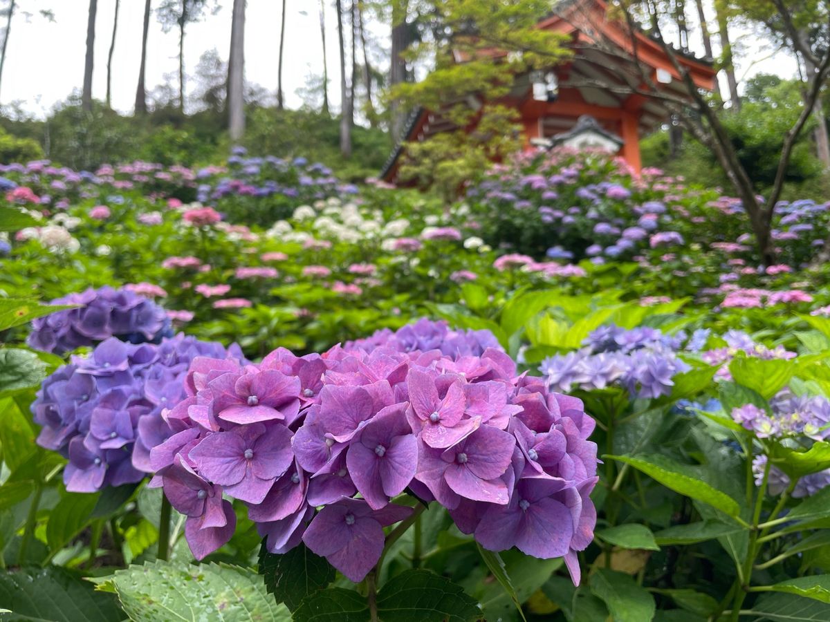 三室戸寺の色とりどりの紫陽花