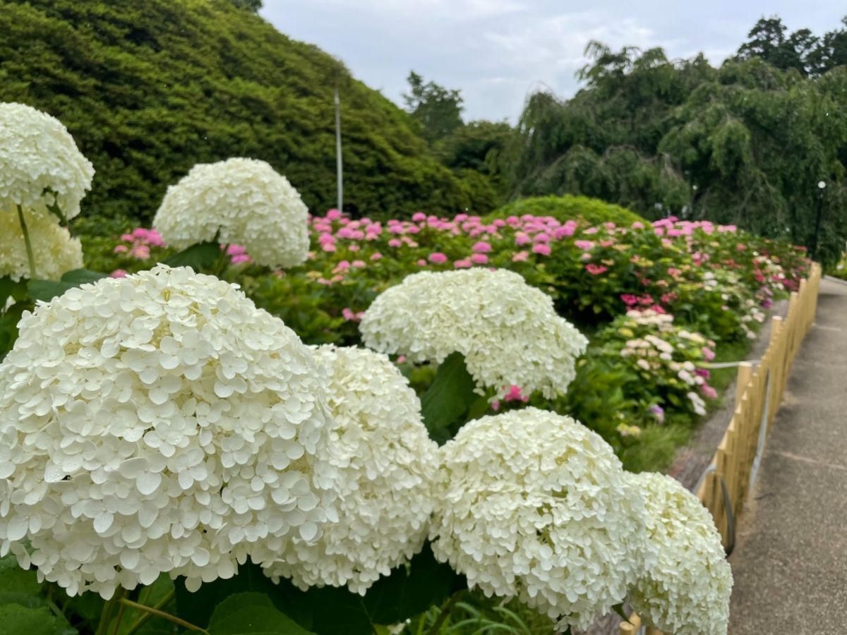 三室戸寺の色とりどりの紫陽花