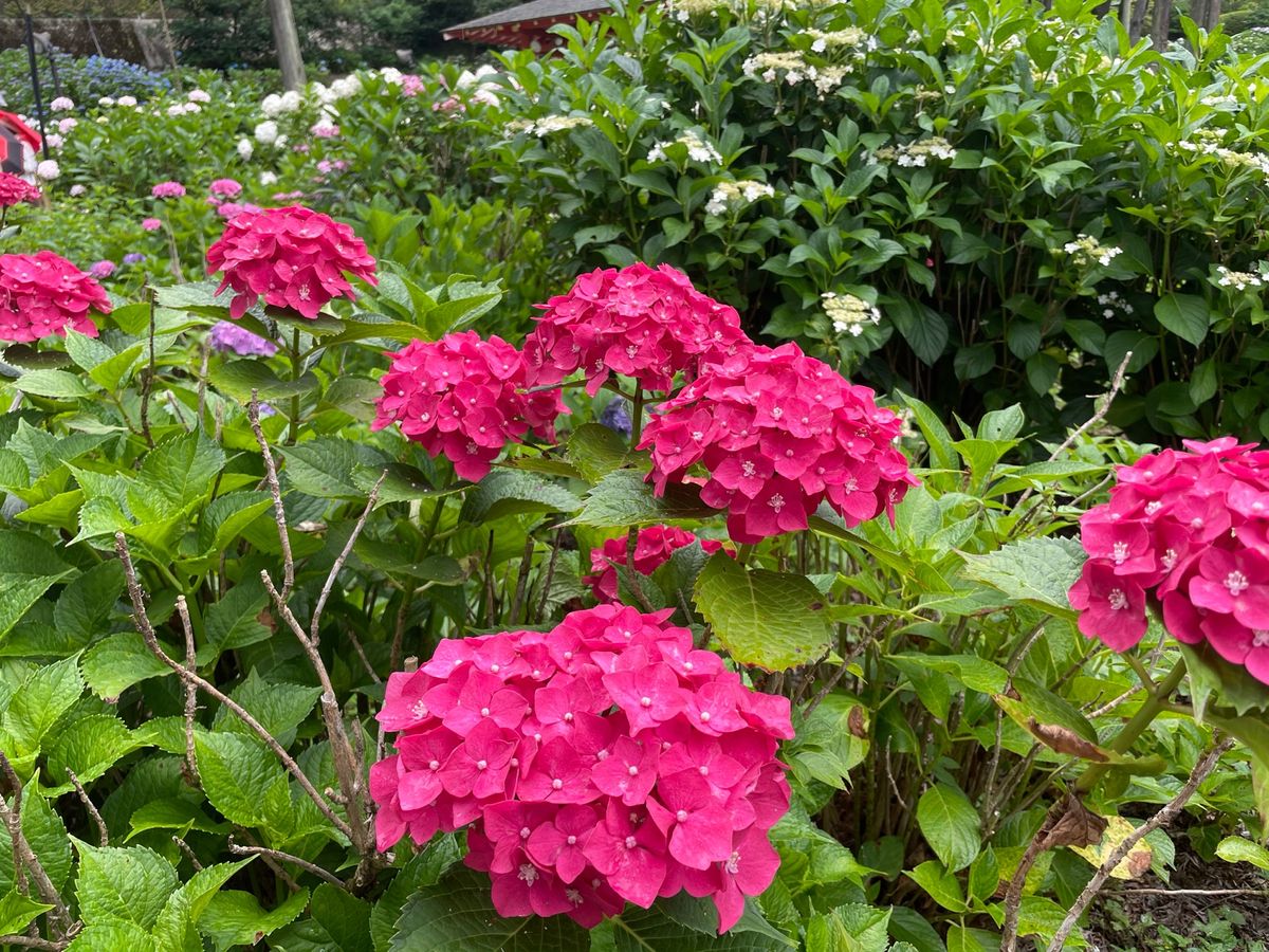 三室戸寺の色とりどりの紫陽花
