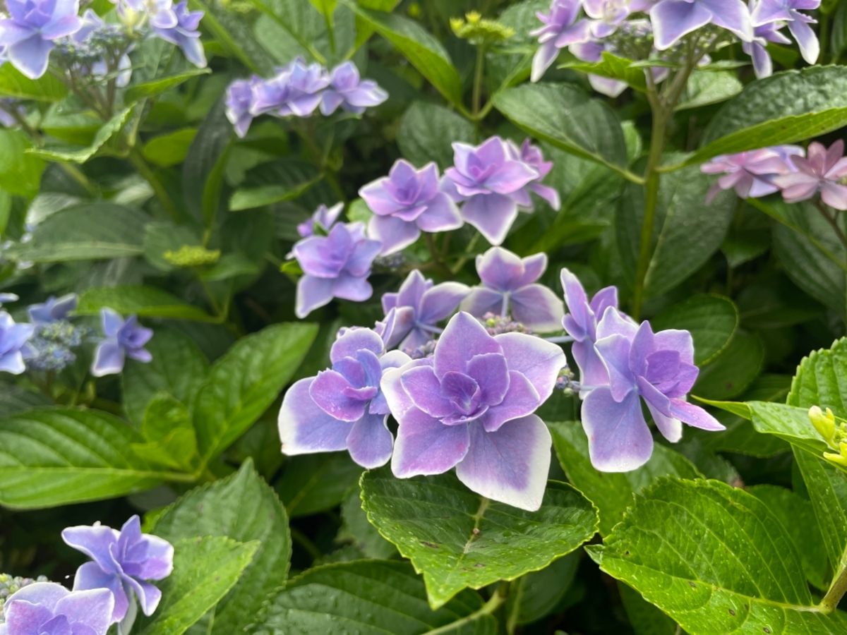 三室戸寺の色とりどりの紫陽花