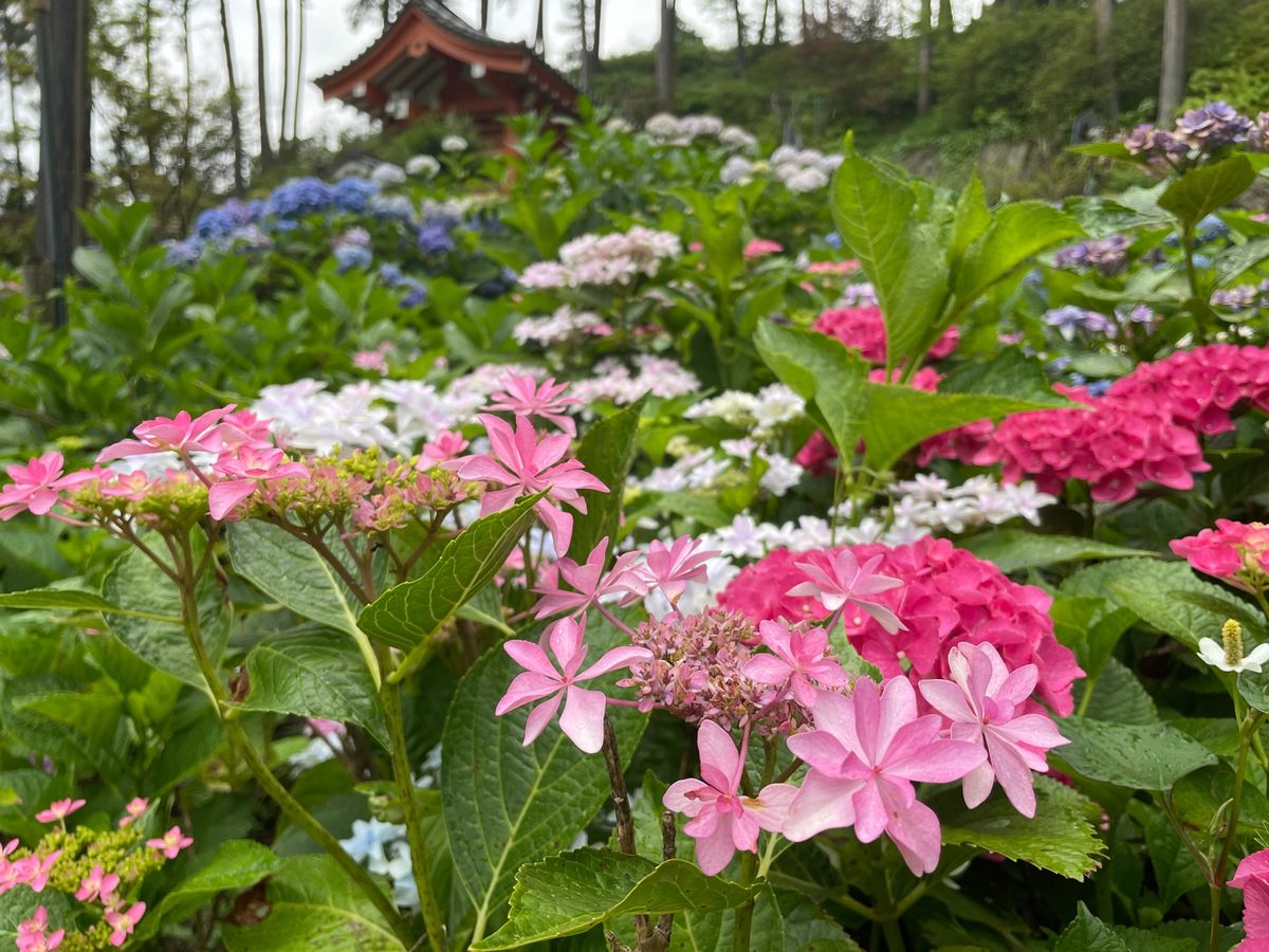 宇治の三室戸寺。色鮮やかな紫陽花が咲いていました。