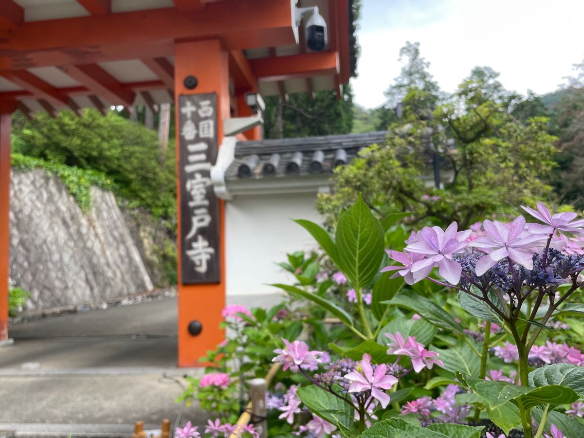 宇治の三室戸寺。色鮮やかな紫陽花が咲いていました。