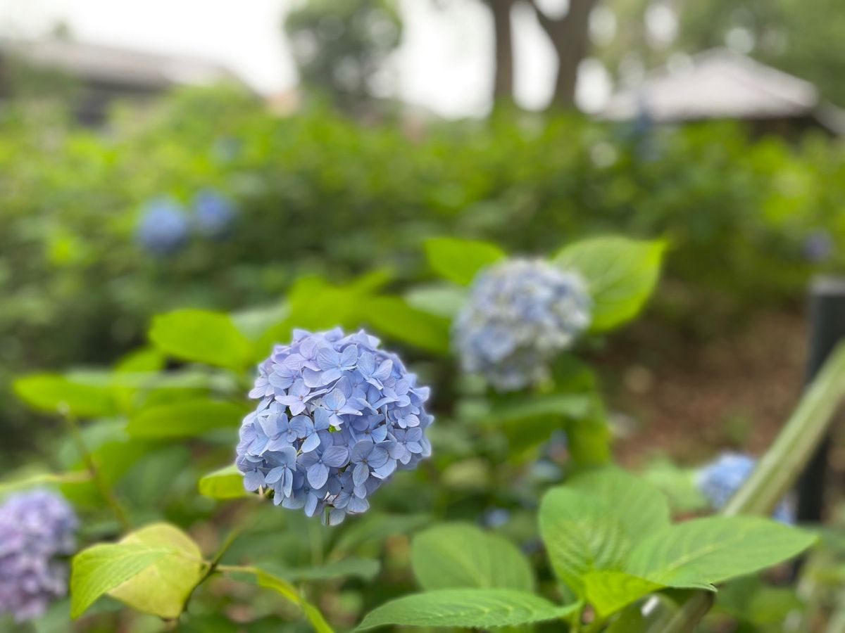 藤森神社の紫陽花