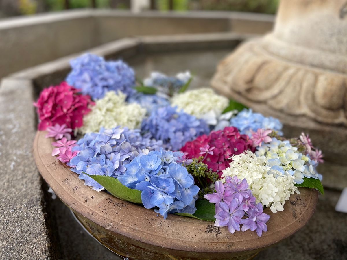 宇治の三室戸寺。色鮮やかな紫陽花が咲いていました。