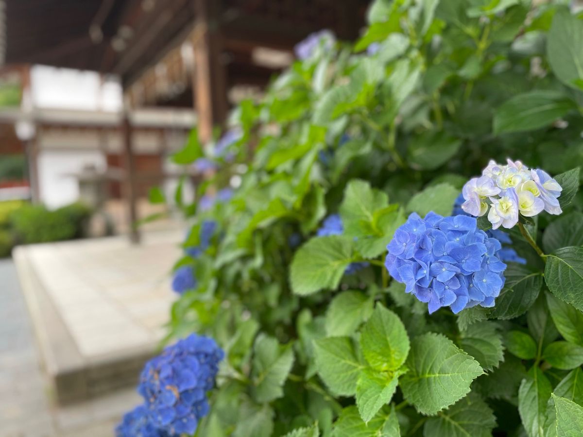 藤森神社の紫陽花