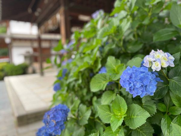 日本・京都府「京都紫陽花の旅」の写真：藤森神社の紫陽花