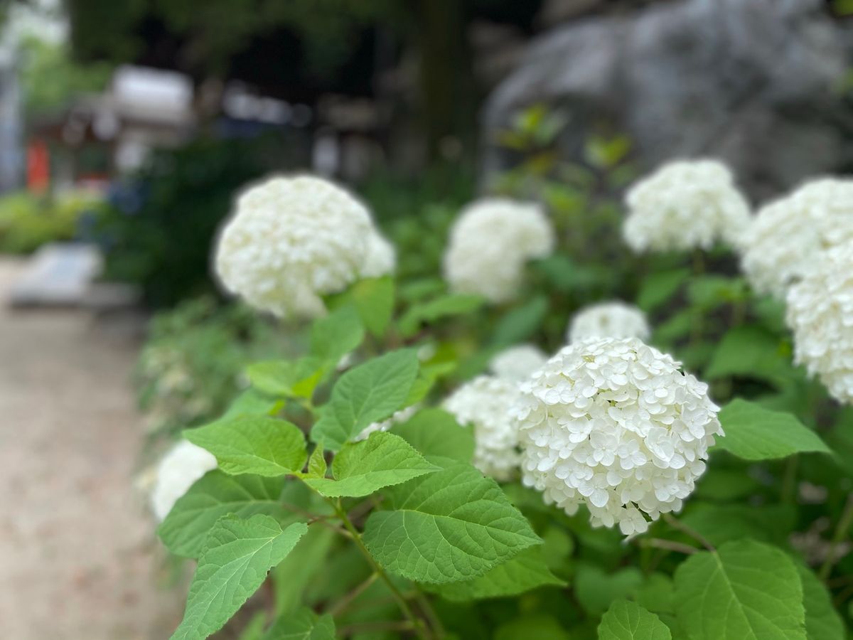 藤森神社の紫陽花