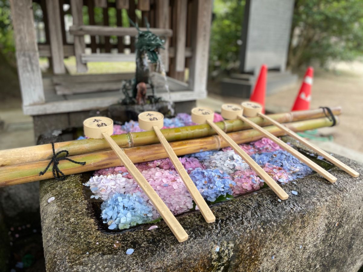 藤森神社の紫陽花