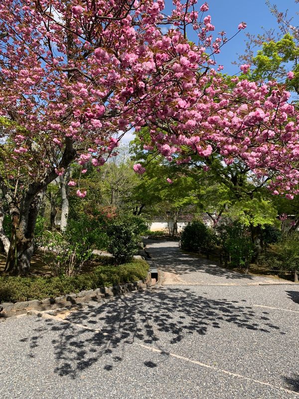 日本・京都府「家族旅行」の写真