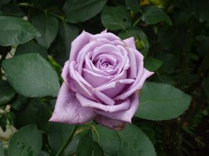 遅咲きの薔薇🌹を見に行ってみた。