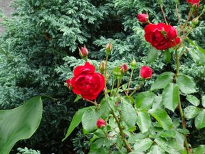 遅咲きの薔薇🌹を見に行ってみた。