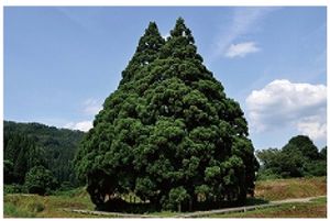 山形県鮭川村
鮭川村にある大杉の木がトトロににてることから
トトロの木とも...