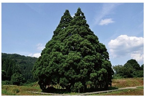 「山形」の写真：山形県鮭川村
鮭川村にある大杉の木がトト...