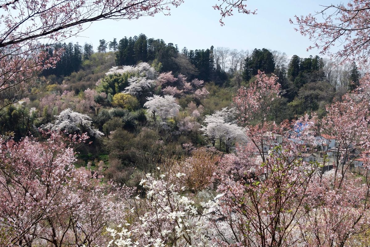 🌸花見山公園🌸

福島といえば花見山公園です‼︎
私も含めて関西人なら東北...