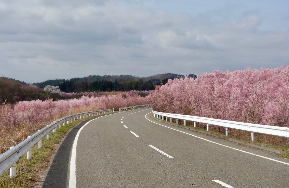 🌸花木団地🌸

郡山にある花木団地は多分出荷用の桜を栽培しているところです...