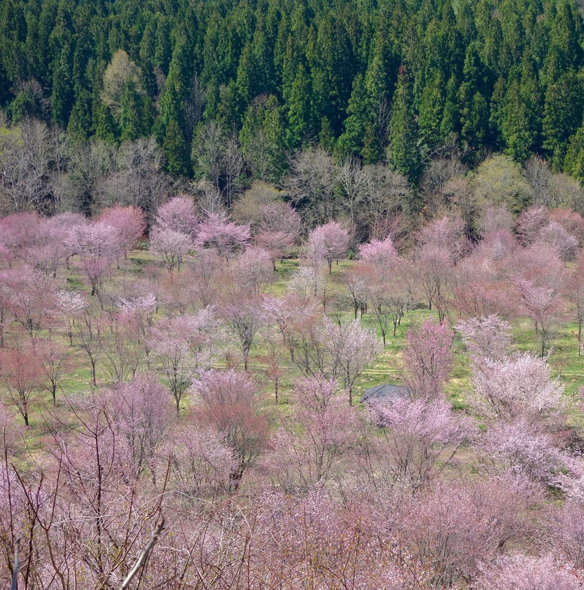 🌸桜峠🌸

福島の北塩原村にある桜峠は上から見下ろすタイプです(^^)
ラ...