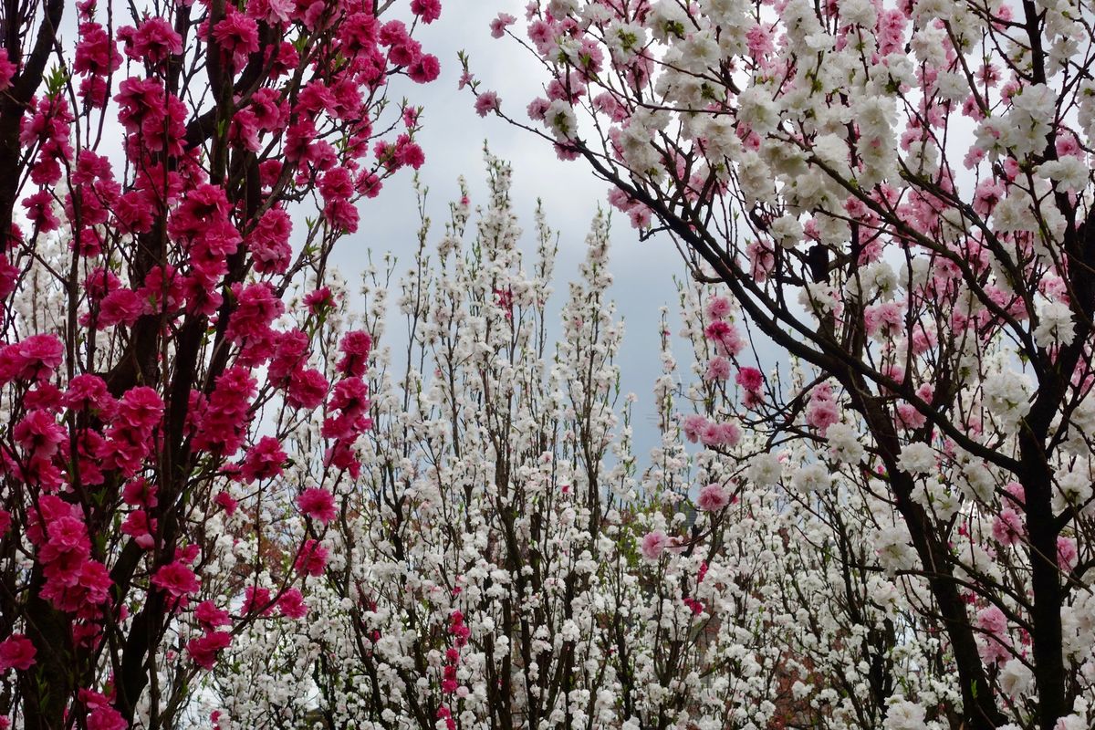 🌸飯坂温泉花桃の里🌸

撮影日：2021/4/13

飯坂温泉の花桃の里で...