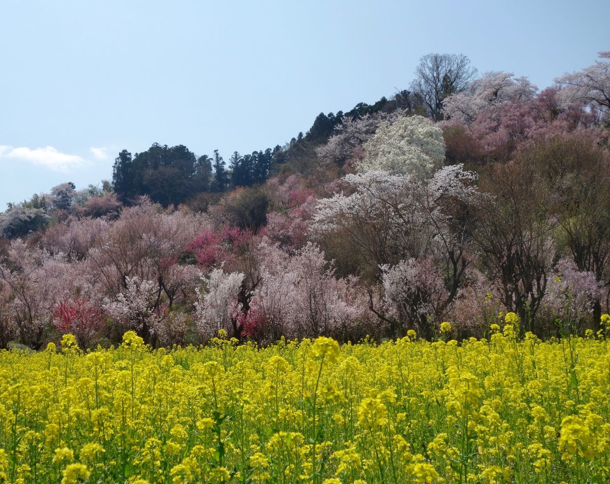 🌸花見山公園🌸

福島といえば花見山公園です‼︎
私も含めて関西人なら東北...
