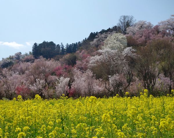 日本・福島県「福島(春の花旅)」の写真：🌸花見山公園🌸

福島といえば花見山公園...