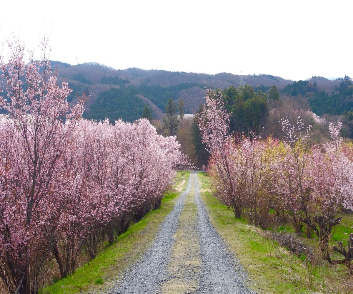 🌸花木団地🌸

郡山にある花木団地は多分出荷用の桜を栽培しているところです...