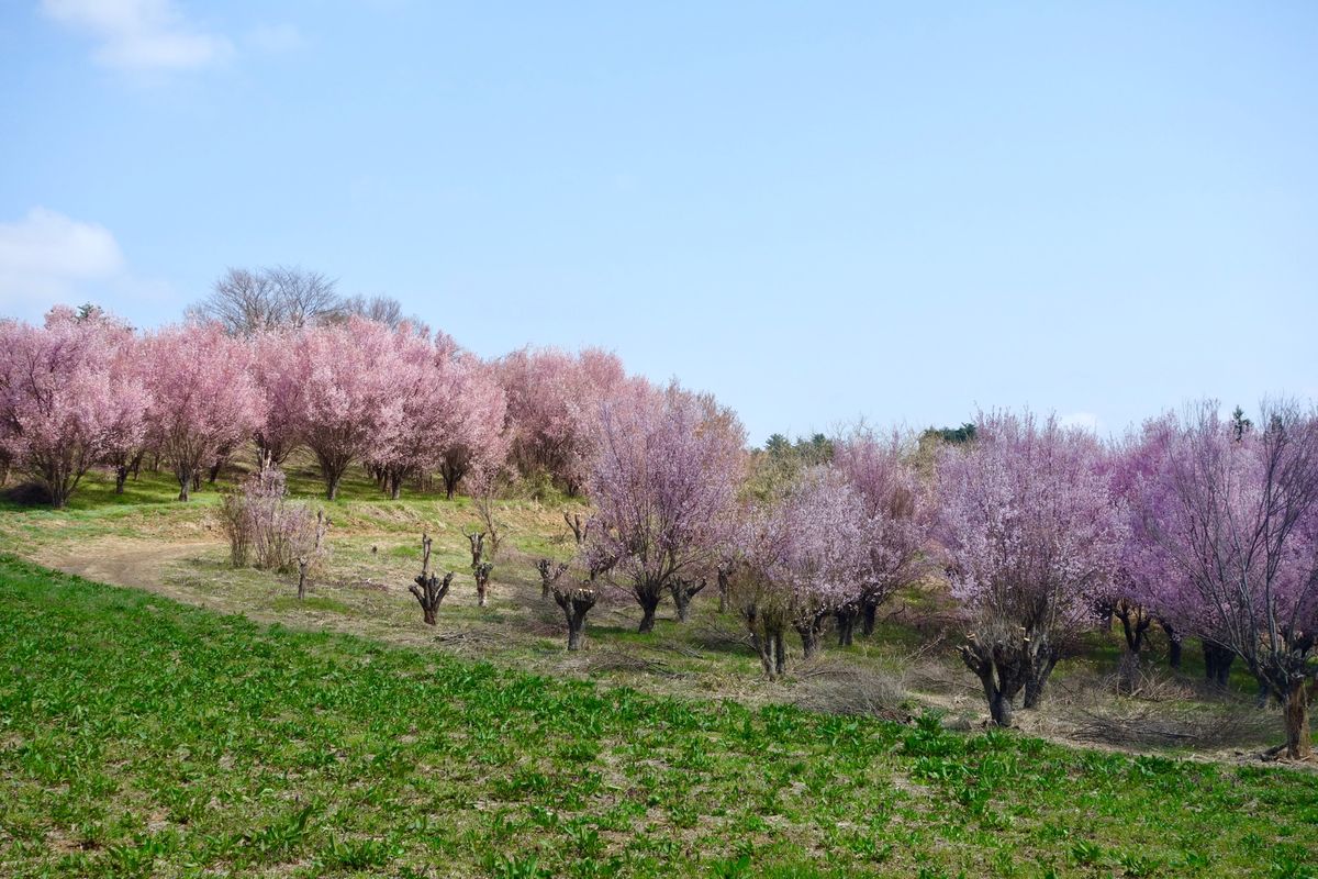 🌸蛇音山🌸

撮影日：2021/4/3

福島市内にあって、桃・レンギョウ...