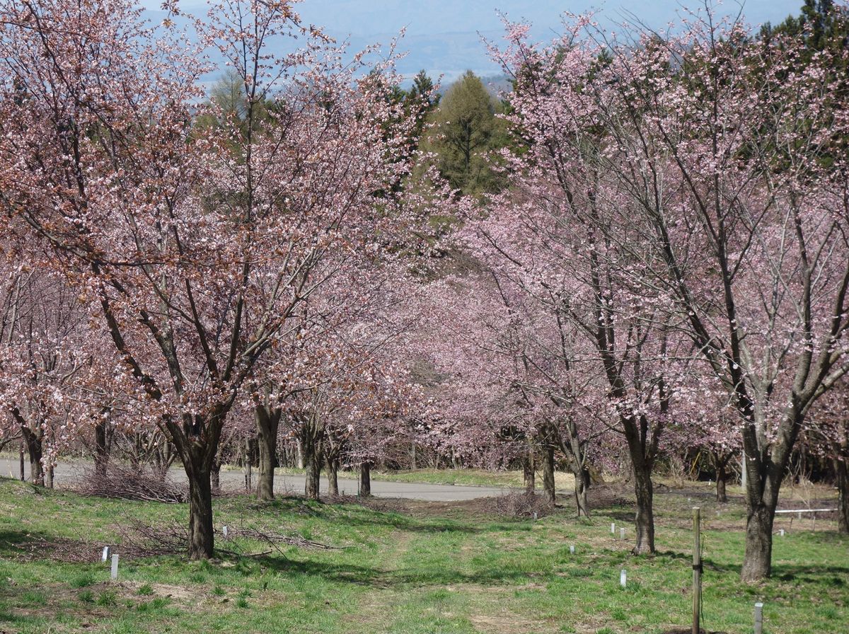 🌸桜峠🌸

福島の北塩原村にある桜峠は上から見下ろすタイプです(^^)
ラ...