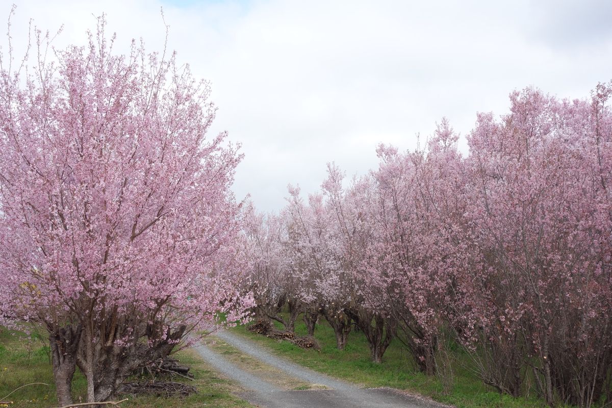 🌸花木団地🌸

郡山にある花木団地は多分出荷用の桜を栽培しているところです...