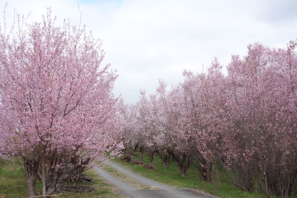 日本・福島県「福島(春の花旅)」の写真：🌸花木団地🌸

郡山にある花木団地は多分...