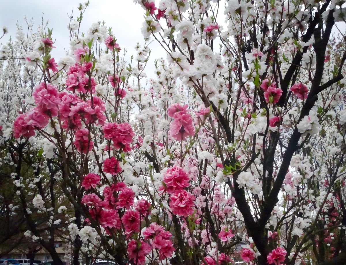 🌸飯坂温泉花桃の里🌸

撮影日：2021/4/13

飯坂温泉の花桃の里で...